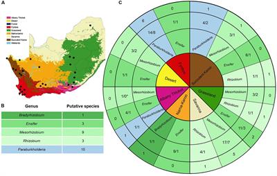 Both Alpha- and Beta-Rhizobia Occupy the Root Nodules of Vachellia karroo in South Africa